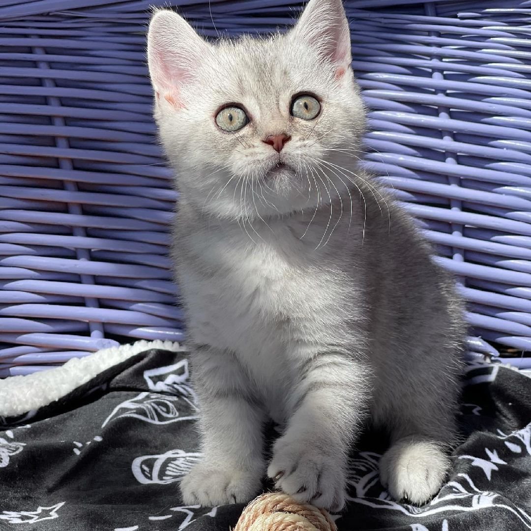 kessy3.jpg